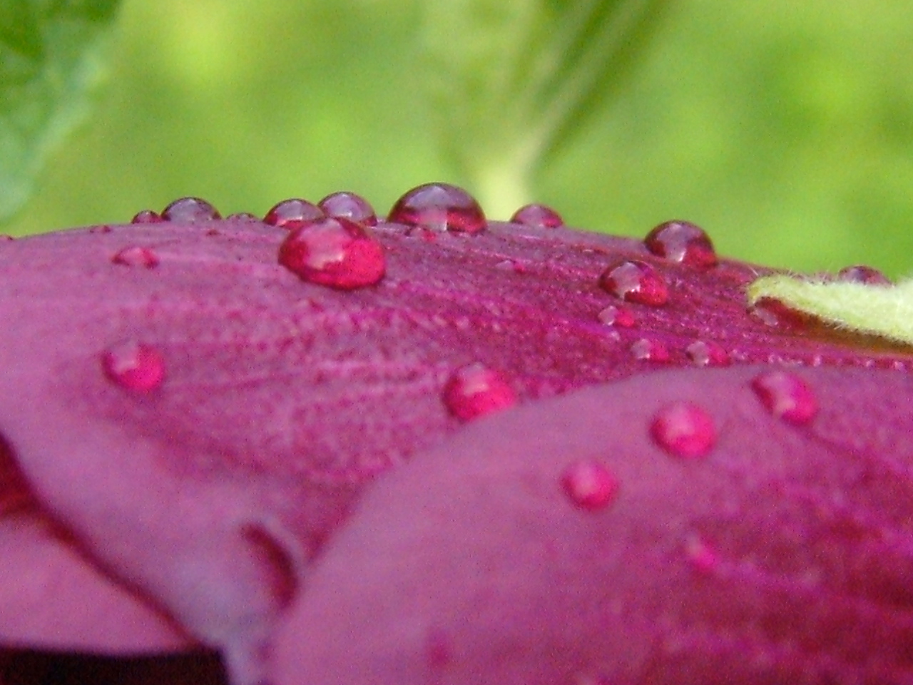 Image: 'Morning Dew Drops' http:/www.flickr.com/photos/78563636@N00/55892684 Found on flickrcc.net