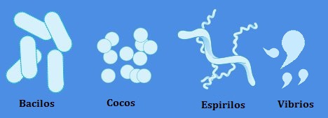 Formas bacterianas Formas bacterianas