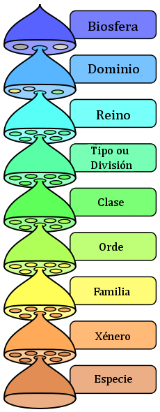 Taxóns principais Taxóns principais