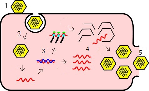 Ciclo de replicación dun virus Ciclo de replicación dun virus