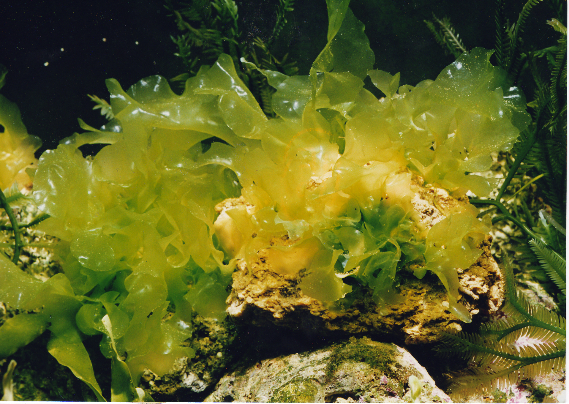Ulva sp. Ulva sp.