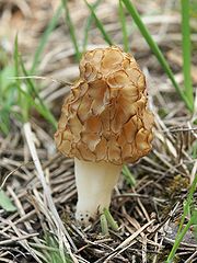 Morchella esculenta Morchella esculenta