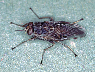 Mosca transmisora da enfermidade do son. Mosca transmisora da enfermidade do son.