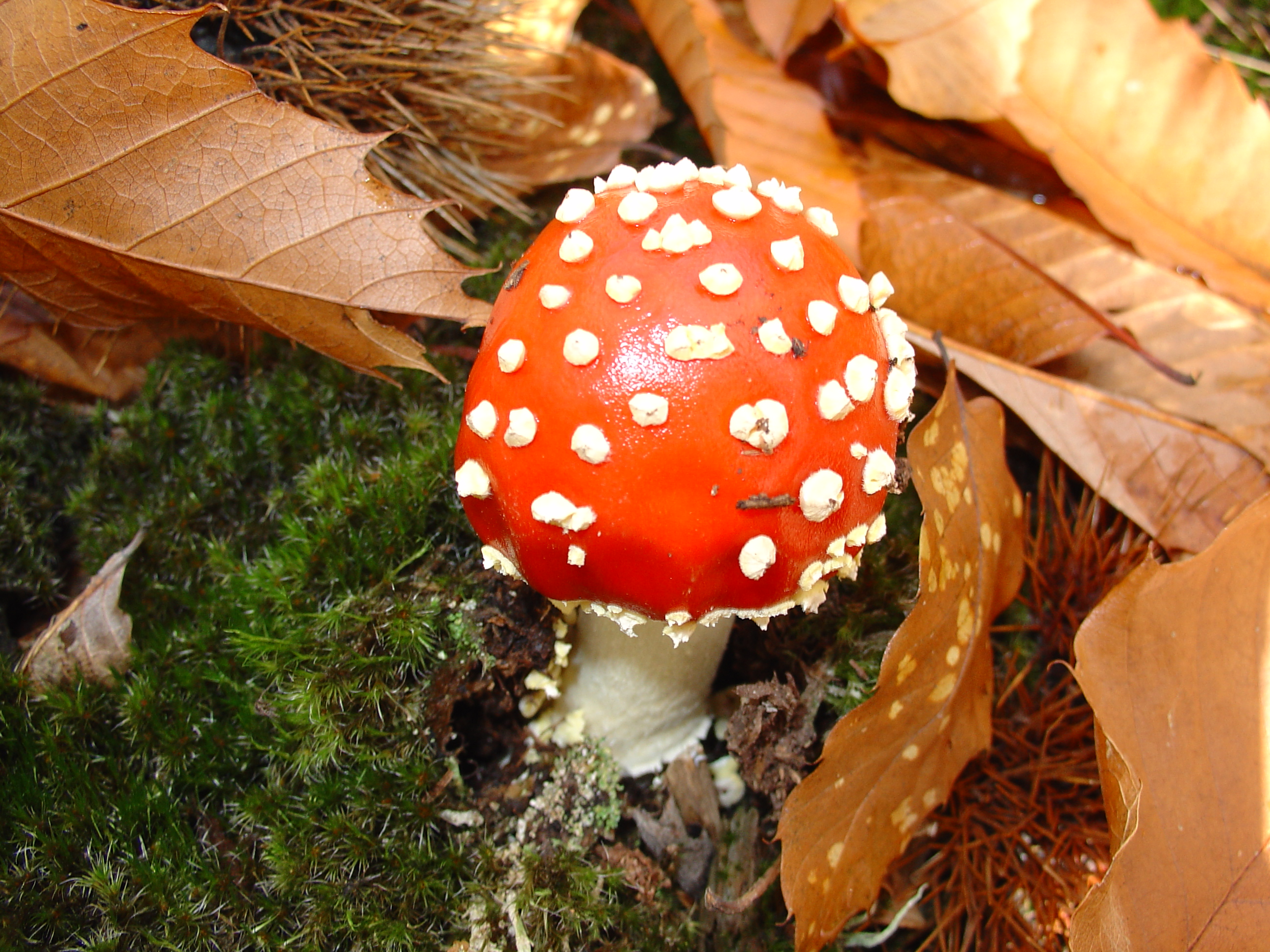 Amanita muscaria