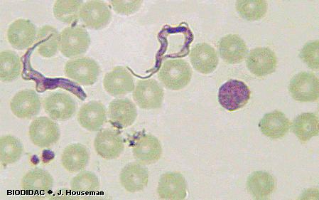 Trypanosoma entre glóbulos vermellos Trypanosoma entre glóbulos vermellos
