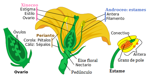 Partes da flor Partes da flor