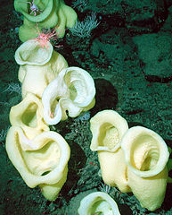Staurocalyptus Staurocalyptus