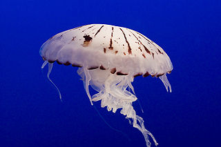 Chrysaora Chrysaora