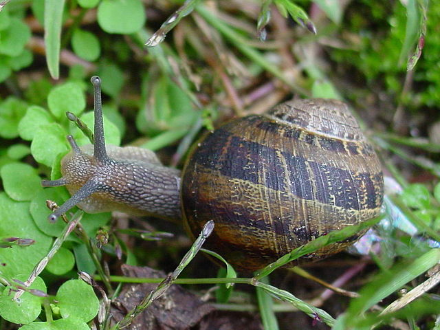 Caracol Caracol