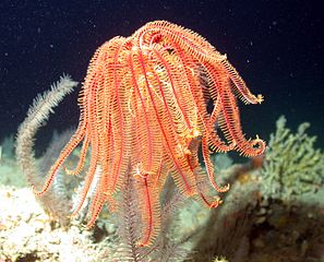 Crinoideo Crinoideo