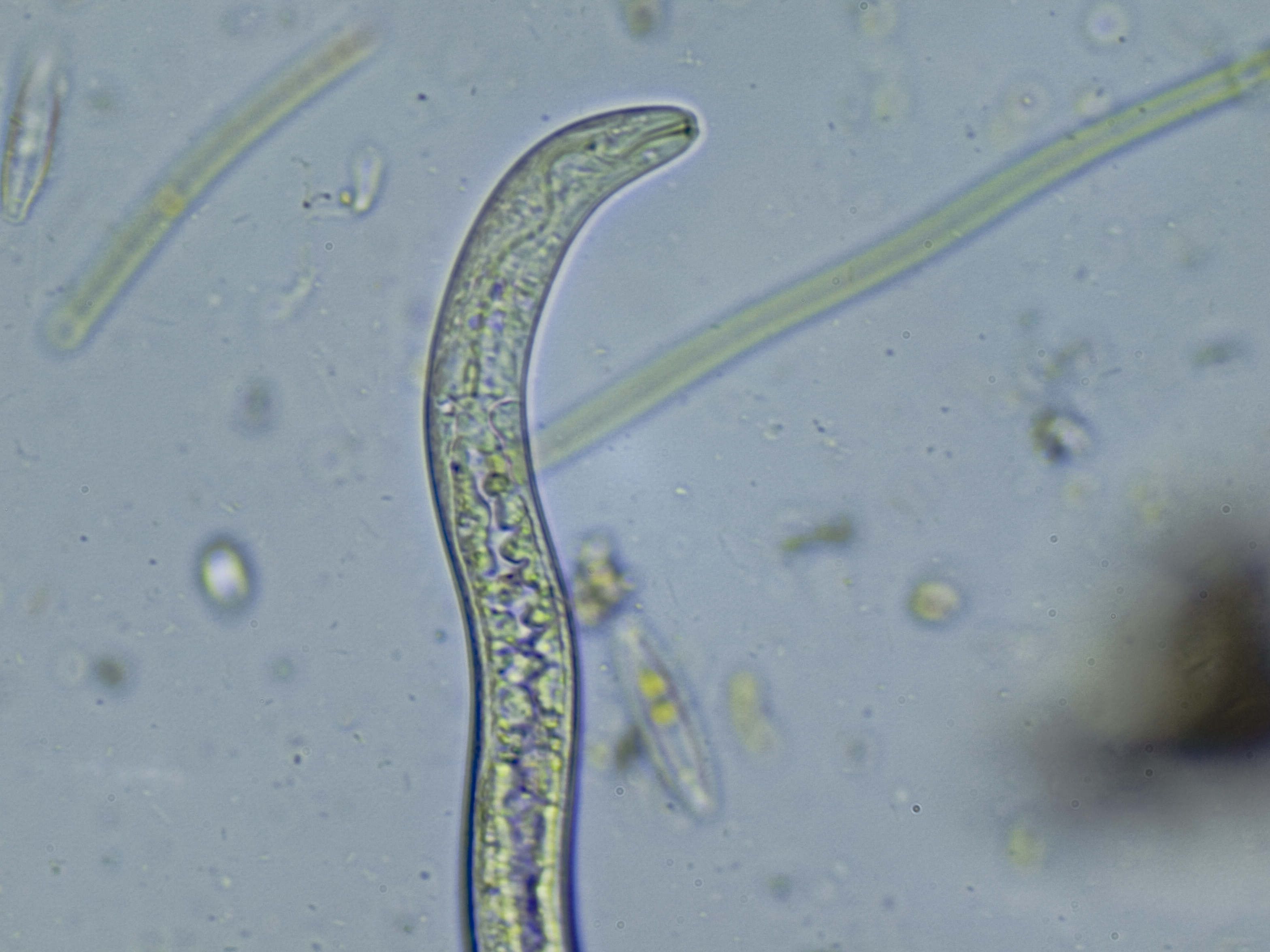 Nematodo Nematodo