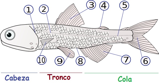 Morfoloxía dun peixe Morfoloxía dun peixe