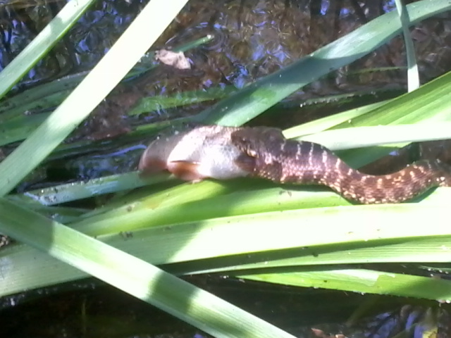 Serpe comendo un peixe Serpe comendo un peixe