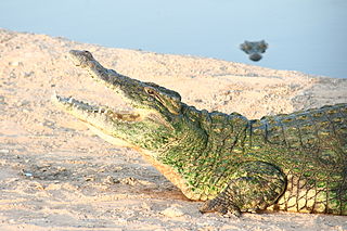 Crocodilo Crocodilo
