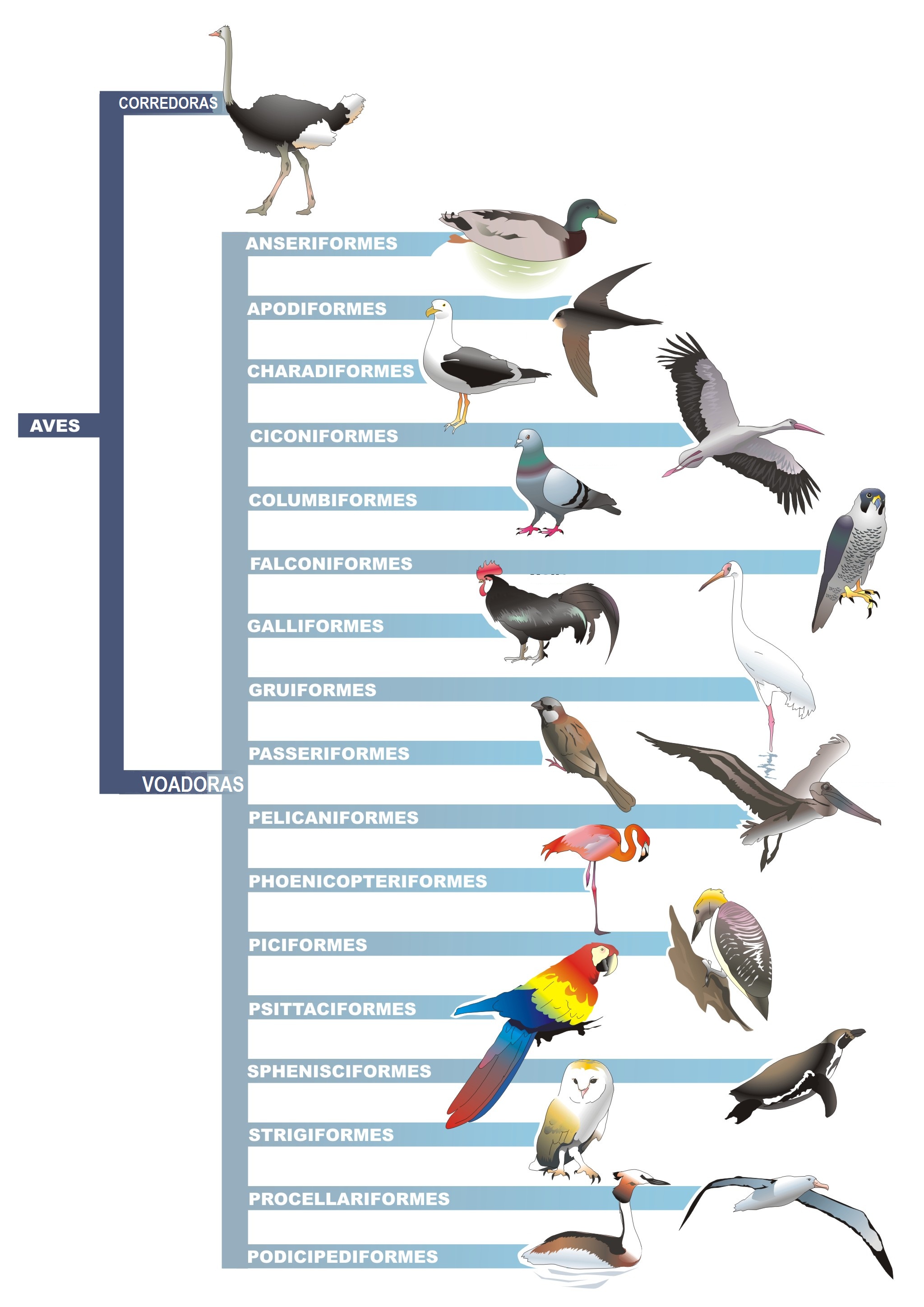 Clasificación aves Clasificación aves