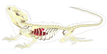 Esqueleto dun lagarto Esqueleto dun lagarto