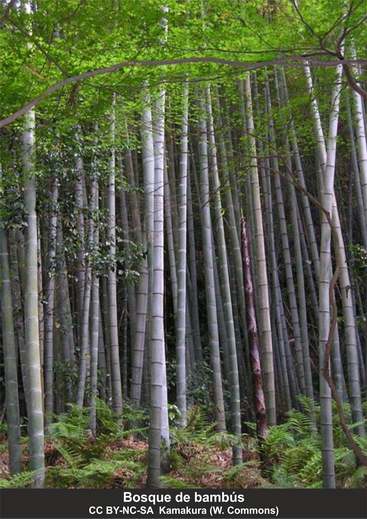 Bosque de bambús