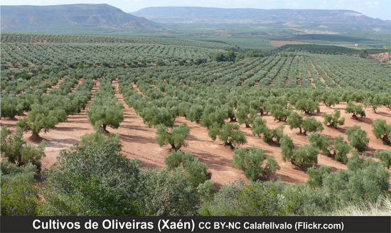Cultivos de oliveiras en Xaén