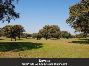 Devesa