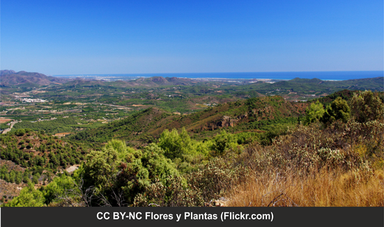 Paixase mediterránea