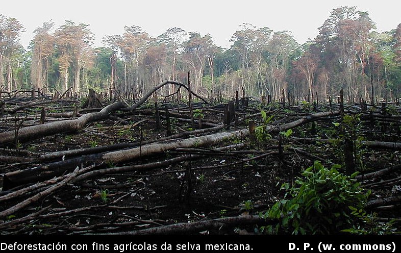Deforestación