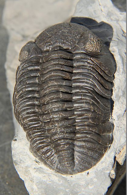 Trilobites