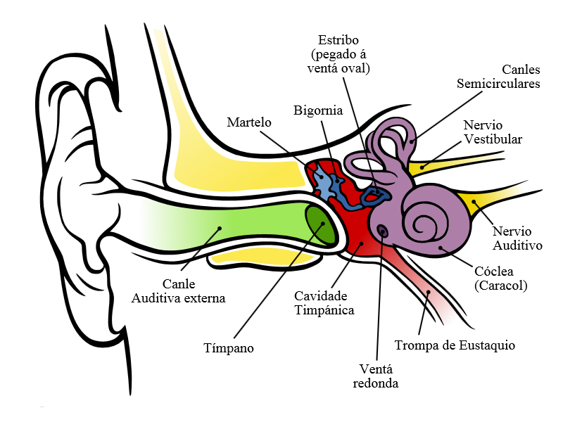 Anatomía do oído
