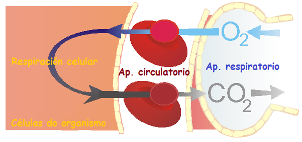 Intercambio de gases