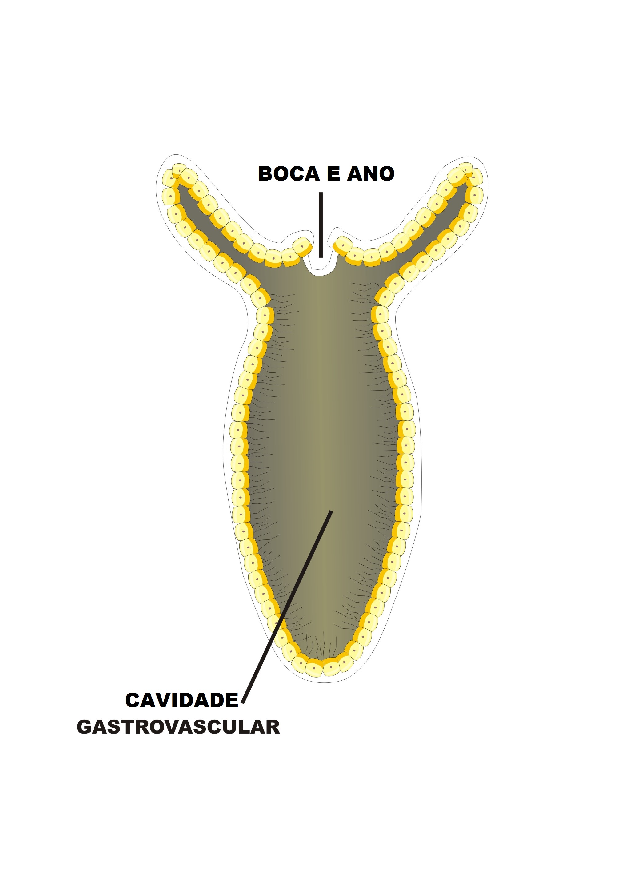 Cnidario