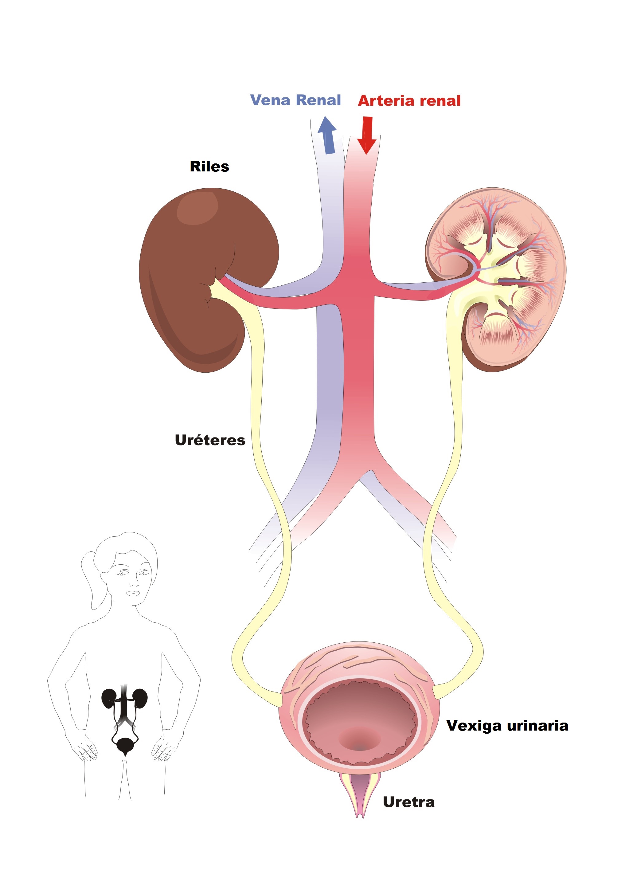 Aparato excretor humano