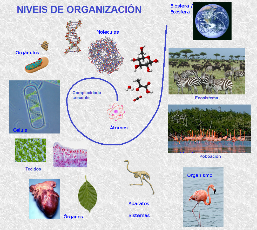 Preme na imaxe para ver a interactividade