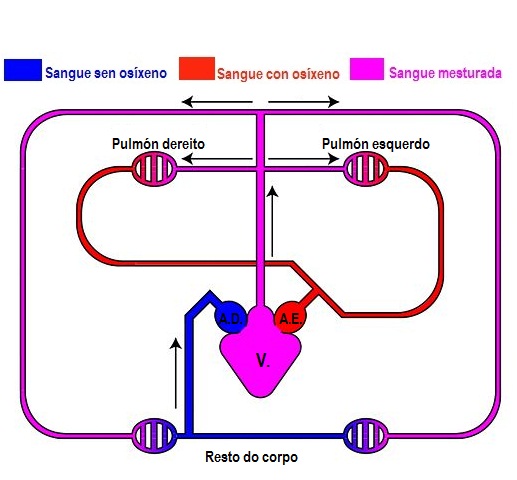 Circulación pechada dobre incompleta