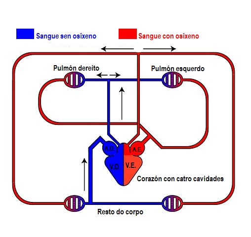 Circulación pechada dobre completa