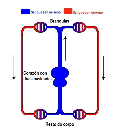 Circulación pechada simple