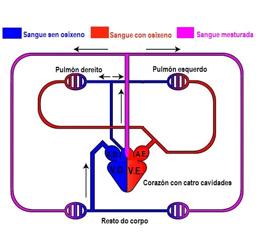 Circulación pechada dobre incompleta