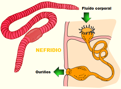 Nefridio
