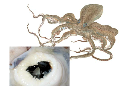 Peteiro de loro dun cefalópodo