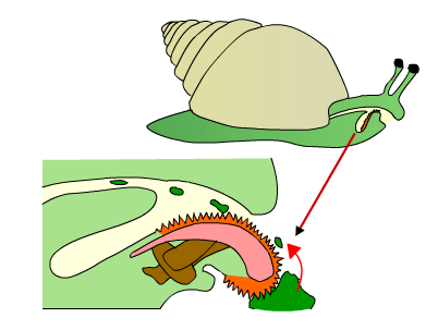 Rádula dun gasterópodo