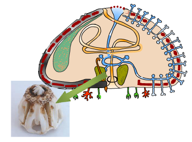 Lanterna de Aristóteles dun ourizo