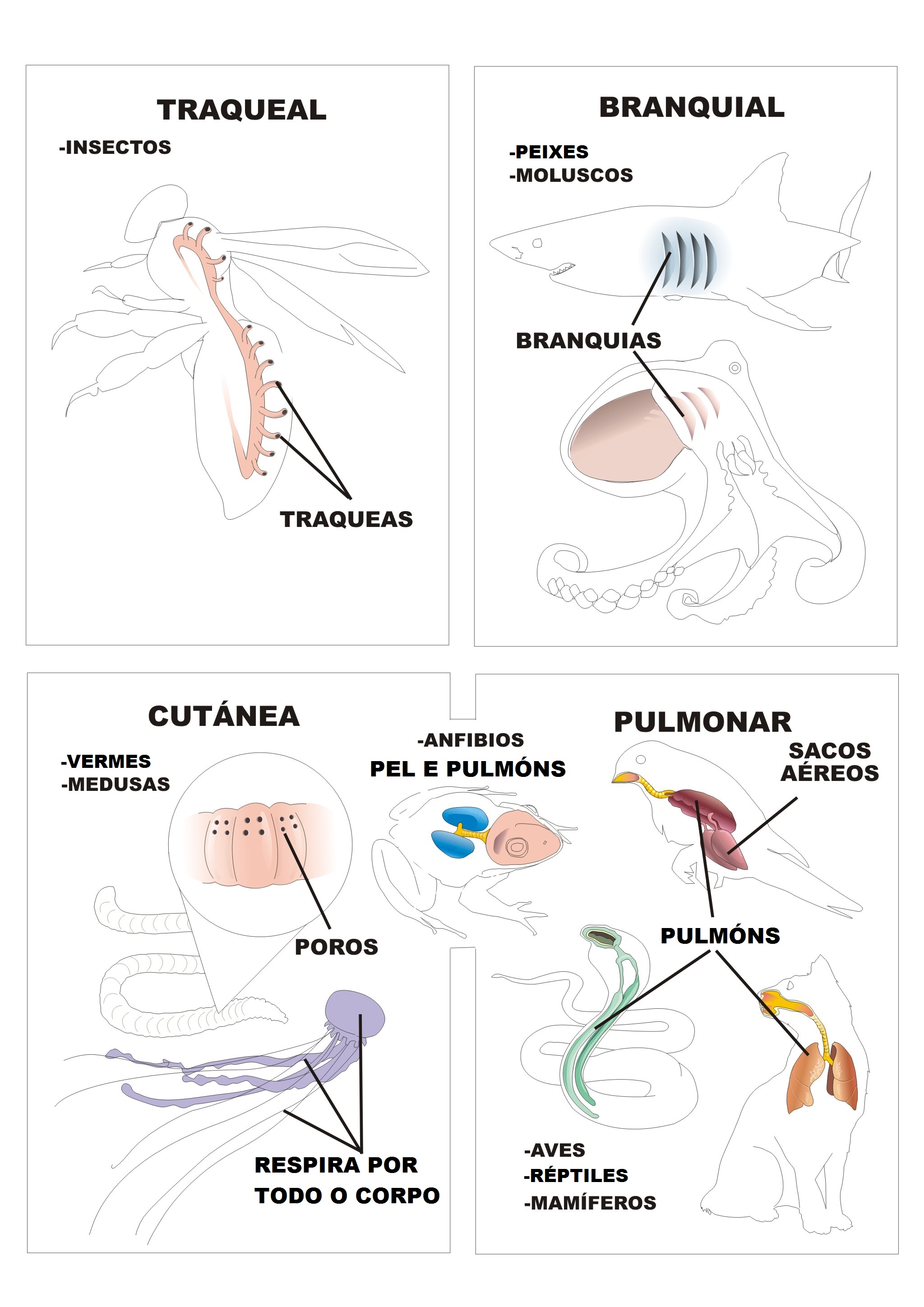 Diferentes tipos de respiración