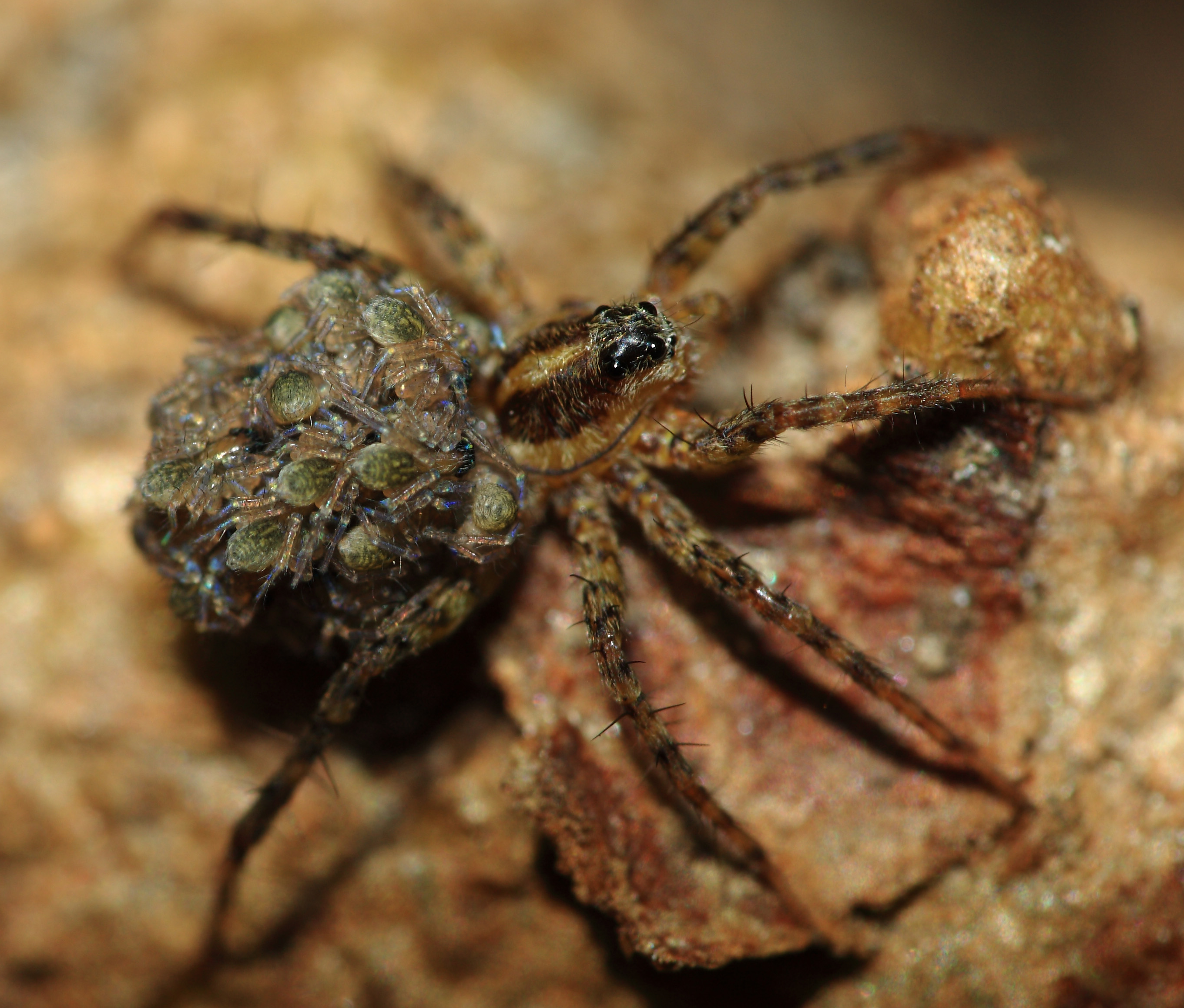 As crias aseméllanse aos proxenitores