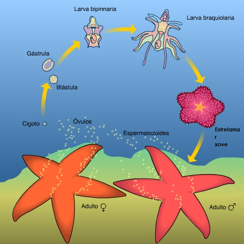 Ciclo de vida dunha estrelamar
