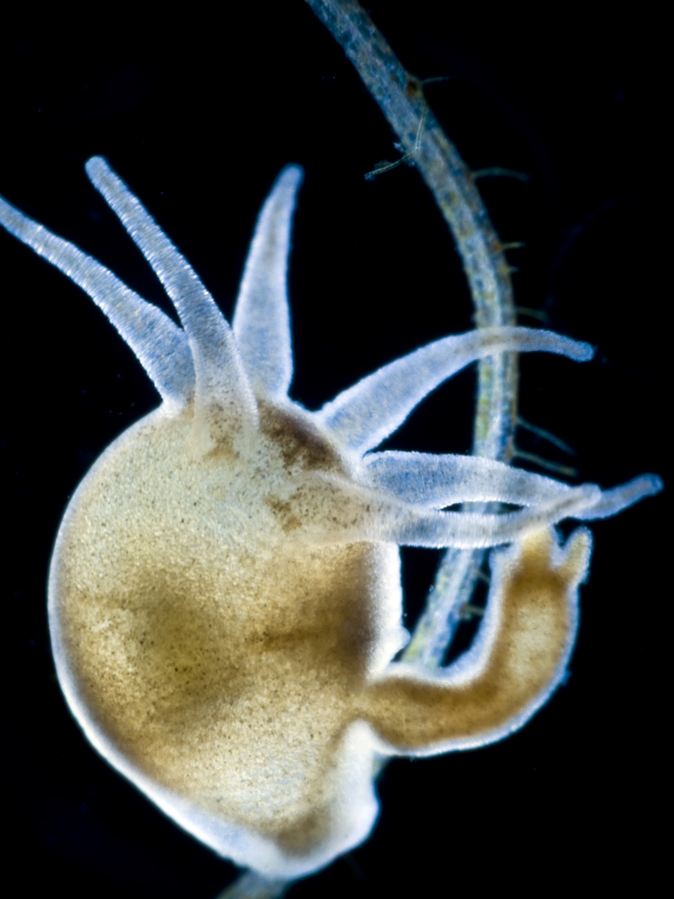 Hidra de auga doce con xema