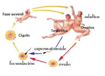 Ciclo reprodutivo humano