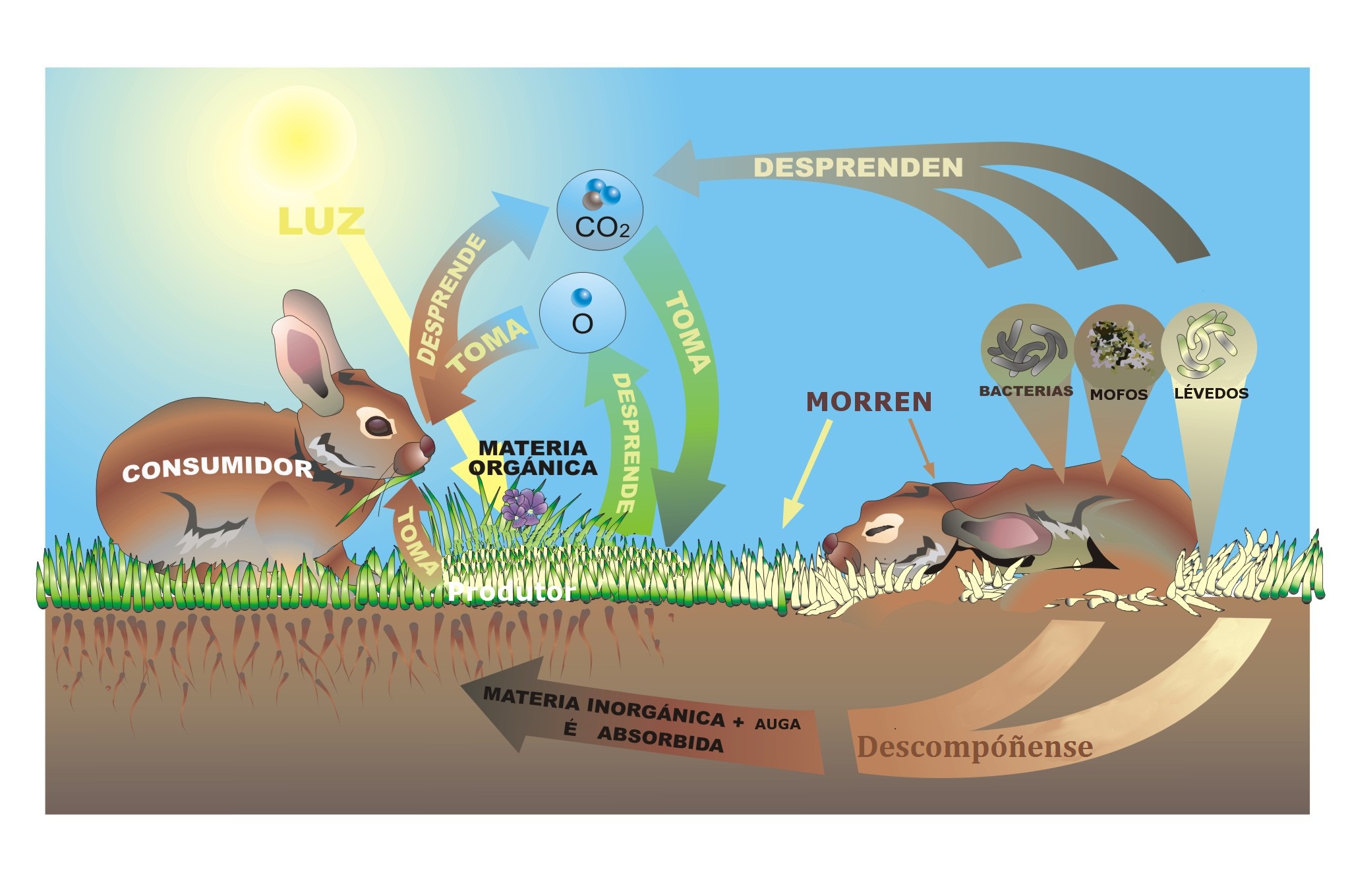 Fluxo de enerxía e materia no ecosistema