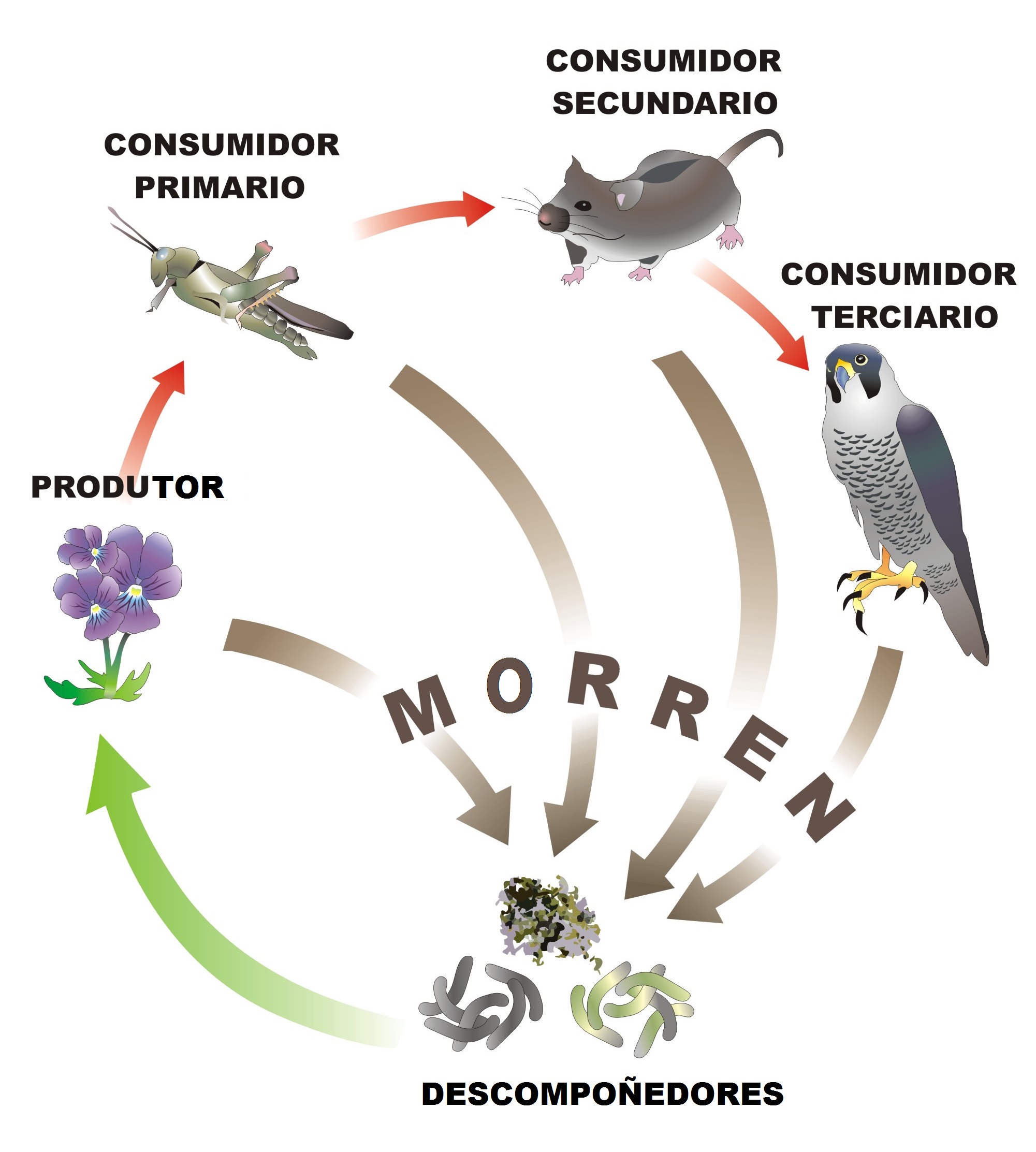 Ciclo da materia no ecosistema / Niveis tróficos