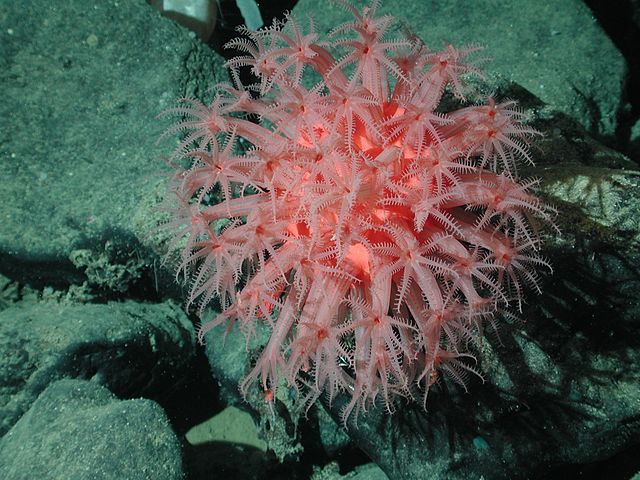 Colonia de pólipos (coral)