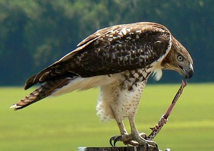 Consumidor secundario