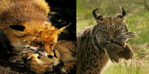 Competencia interespecífica