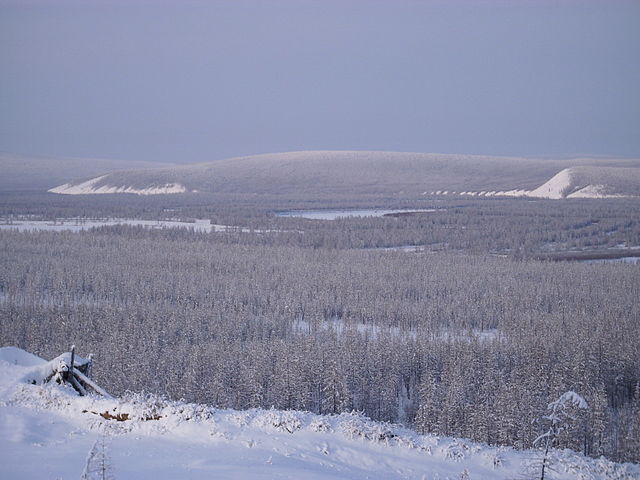 Taiga (Bosque de coníferas nevado)